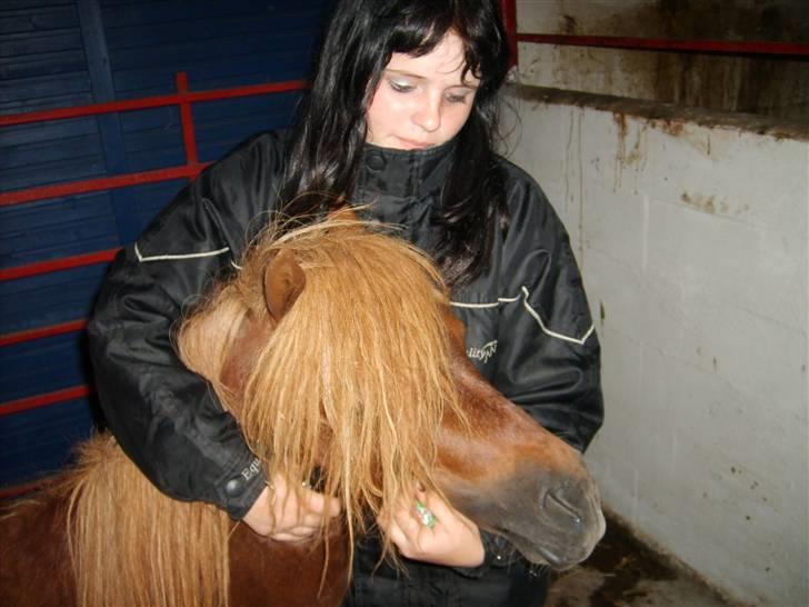 Shetlænder Victor *RIP ´07* billede 3