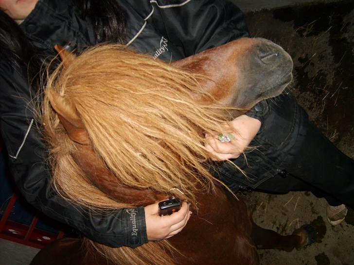 Shetlænder Victor *RIP ´07* billede 4