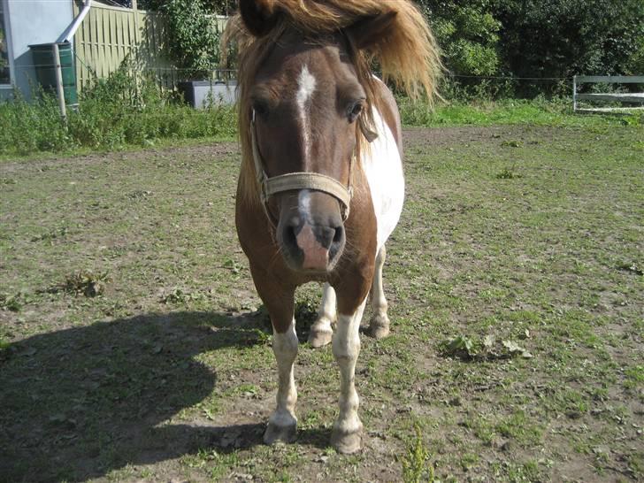 Shetlænder Oskar <3 - Sommer 2008 billede 18