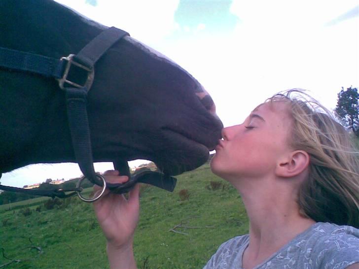 Hannoveraner Ferrari <3 SOLGT - Ferrari && Miig siger farvel & taak for besøget!<3 billede 20