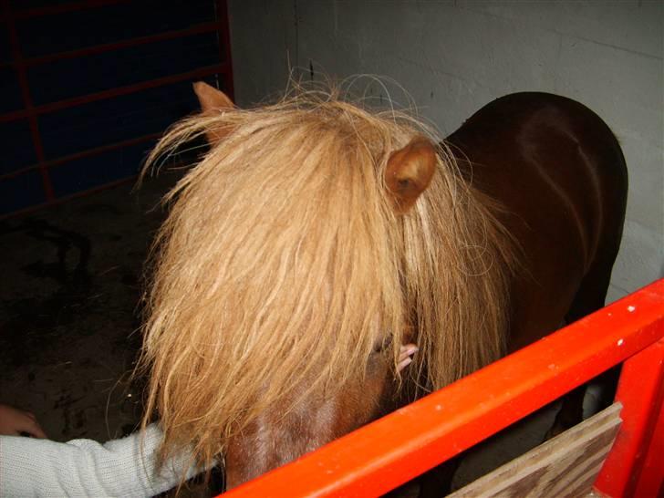 Shetlænder Victor *RIP ´07* billede 5