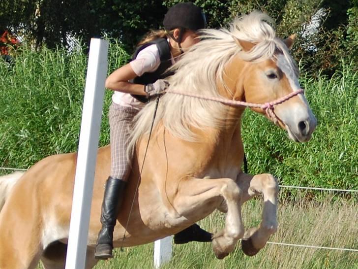 Tyroler Haflinger *Prinsesse* Silvia<3 - Bidløs springnig! XD billede 18