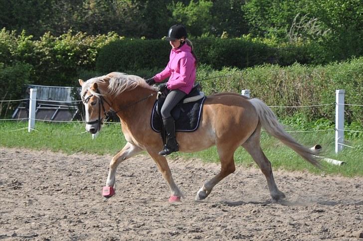 Tyroler Haflinger *Prinsesse* Silvia<3 - træning. maj 2010 billede 19