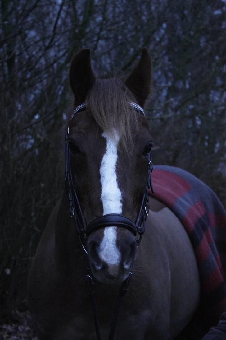 Anden særlig race Hanandy Fanchefly billede 4