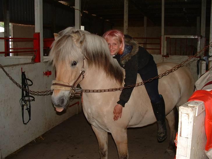 Fjordhest hjerter bellami - skulle til at gabe  billede 1