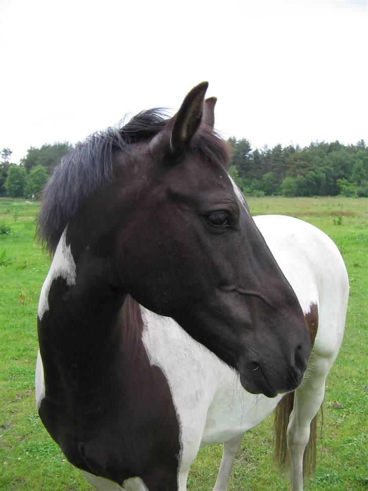 Pinto Stella R.I.P - Stella på Marken  billede 1