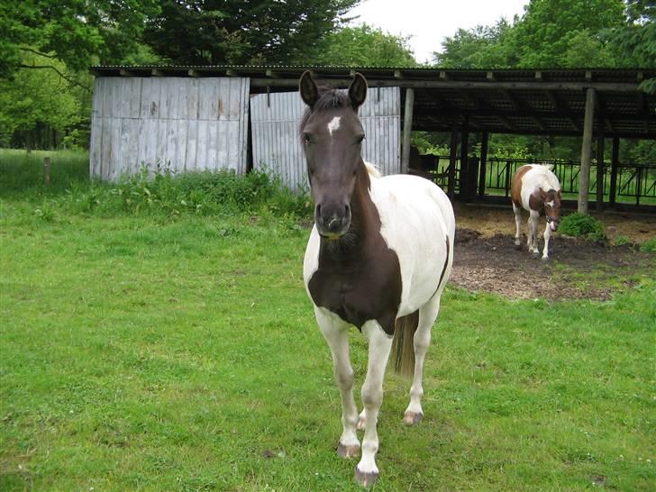 Pinto Stella R.I.P - Stella Sammmen det Cessa billede 2