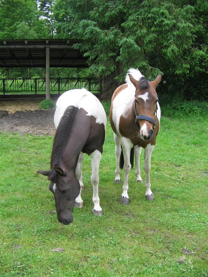 Pinto Stella R.I.P - Stella og Cessa Sammen billede 7