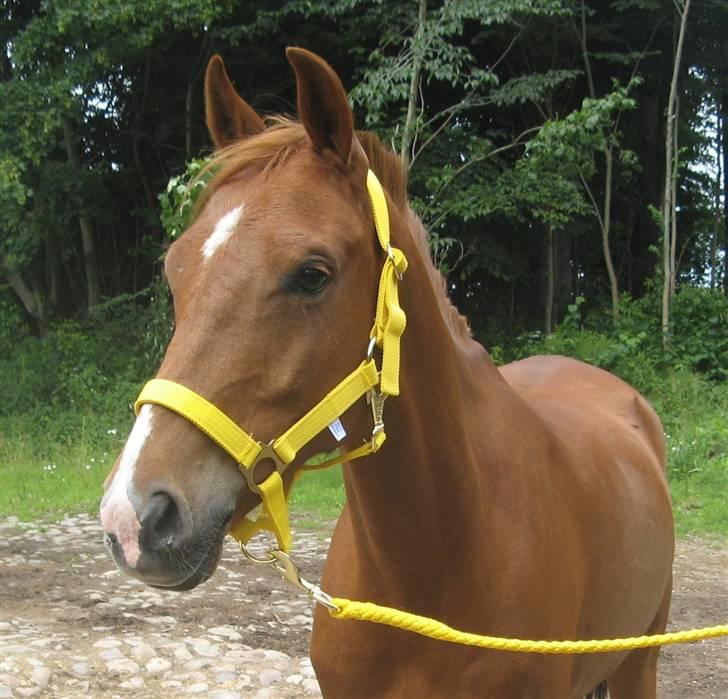 Hollandsk Sportspony Zorro <3 (solgt) - 30/6-07:Den Skønne (Foto:mig) billede 1