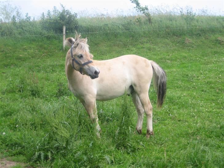 Fjordhest Bailey *solgt* - Bailey juni 2007 -11 måneder gammel billede 18