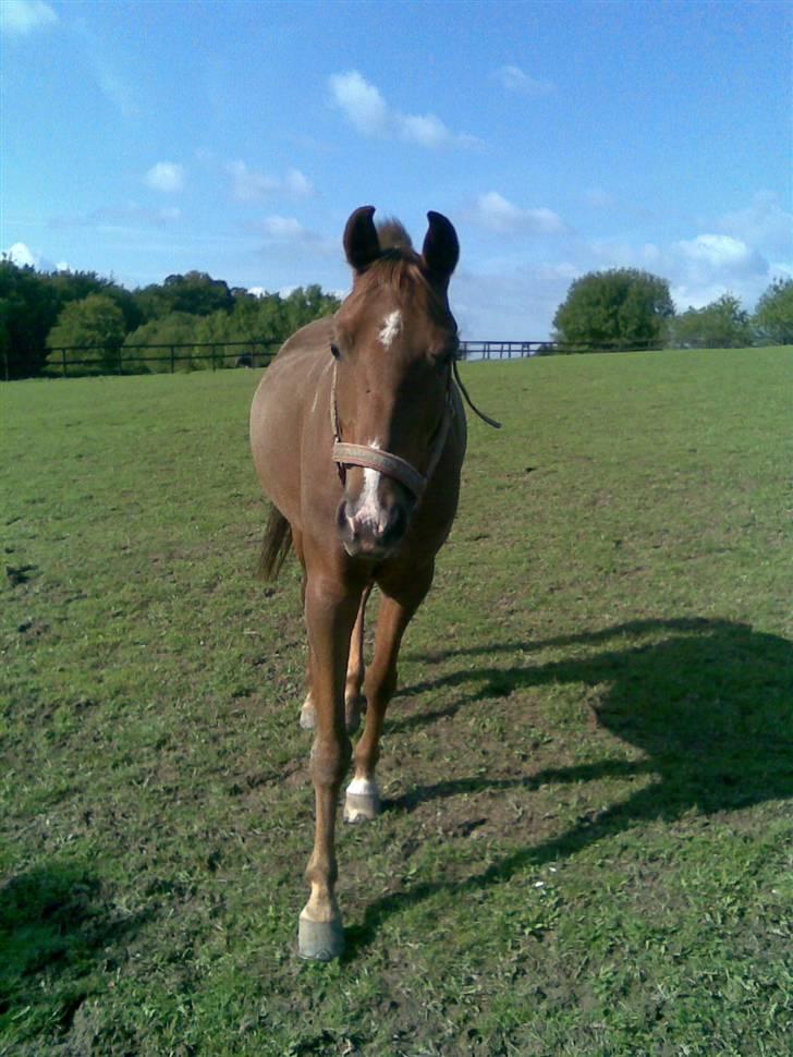 Hollandsk Sportspony Zorro <3 (solgt) - Zorro på folden <3 (foto:mig) billede 4