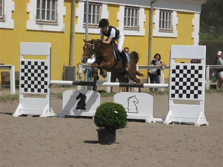 Hollandsk Sportspony Zorro <3 (solgt) - Super Zorro med sara :P La (: (foto:mig) billede 6