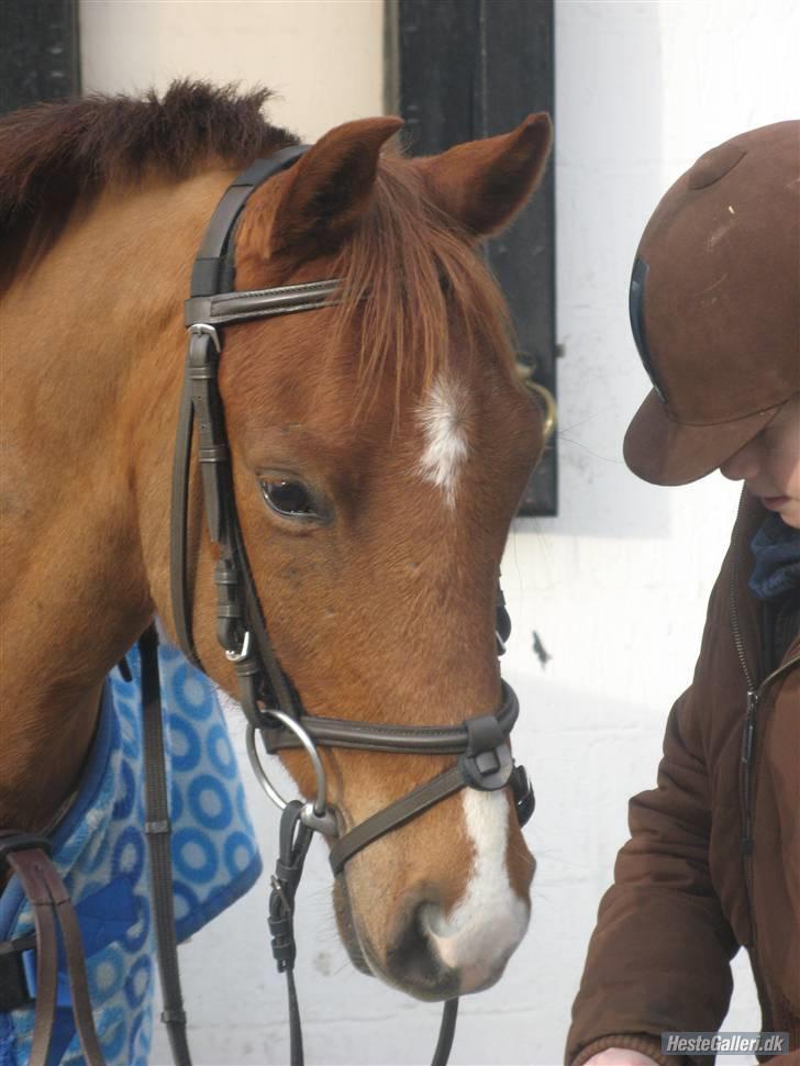 Hollandsk Sportspony Zorro <3 (solgt) - 10/2-08:Mig og Bassen på vej ud i skoven <´3 (foto:sara) billede 7