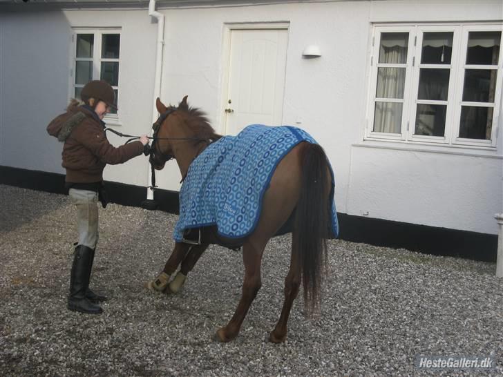 Hollandsk Sportspony Zorro <3 (solgt) - Mig&Zorro <3 Så skal der lige laves morgen gymnasik :p (foto:sara) billede 8