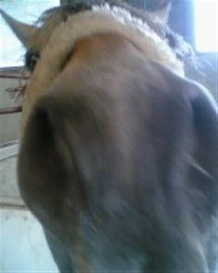 Fjordhest hjerter bellami billede 2