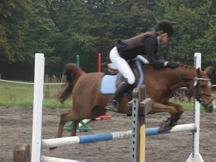 Hollandsk Sportspony Zorro <3 (solgt) - Super zorro og sara til FOR stævne :D (foto:mig) billede 9