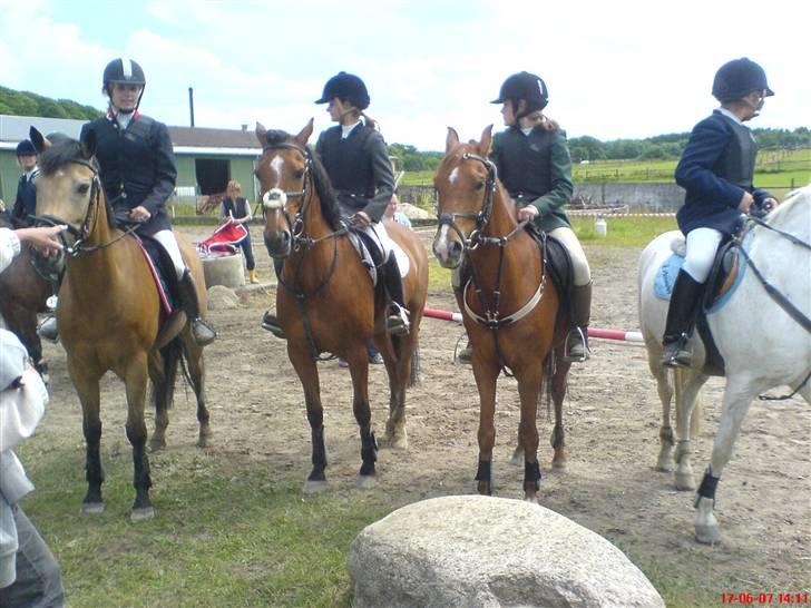 Anden særlig race Orchard Freedom - Solgt  - Vi blev distreksmestre for hold <3 billede 2