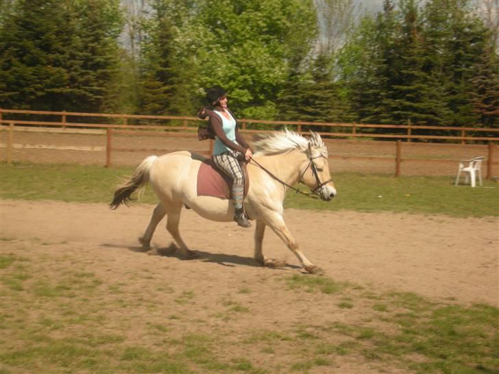 Fjordhest Claus - Gammel Part :'/ - Ride intervaller D: Han er død efter en omgang :o HAHAHA ! [Fotograf: Julie] billede 20