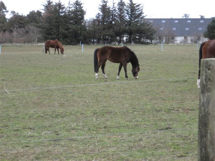 New Forest Tic-Tacs(solgt) - så tyk hun er?....<3 billede 9