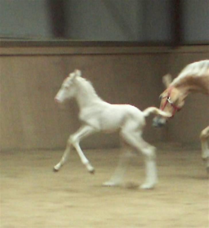 Palomino Lysgaards Sky Walker - Himmelhest :-( - Allerede som lille, var der gang i ham billede 4