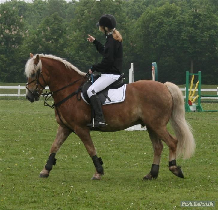 Haflinger Absalon billede 11