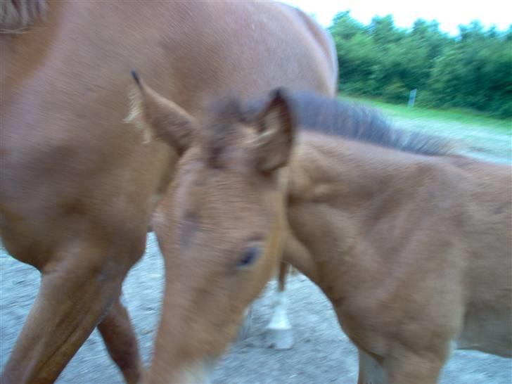 Holstener cheri - nu gider jeg ikke snarkke mere favel siger hun billede 2