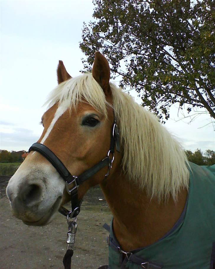Haflinger Andy kastanjegaard*solgt* - <3 billede 15