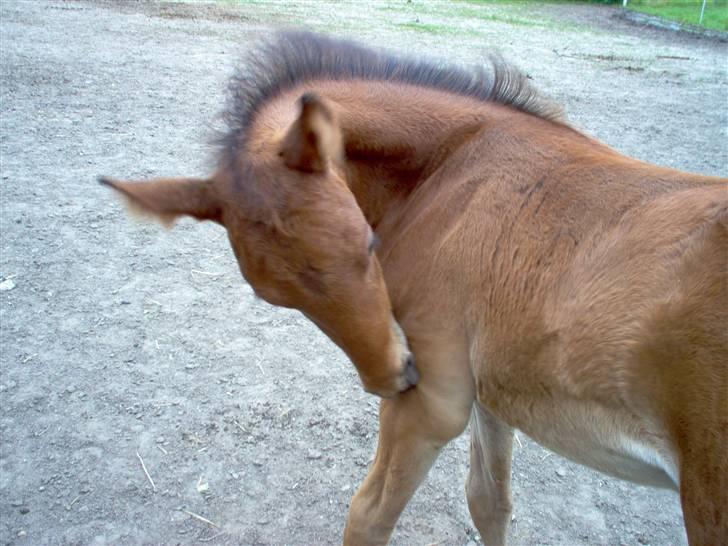 Holstener cheri - det klør billede 3