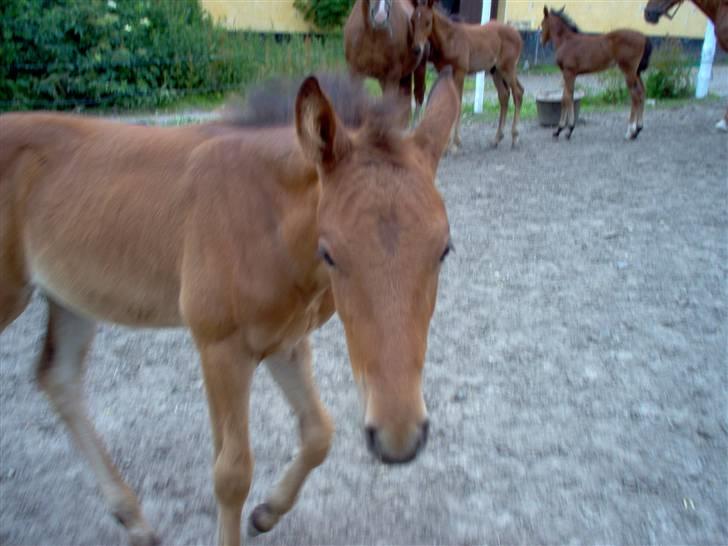 Holstener cheri - uhh hvad laver du  billede 4