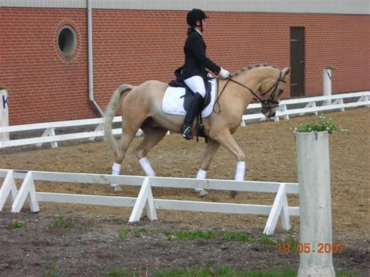 Welsh Cob (sec D) paddy´s voice - det sidste stævne:( billede 12