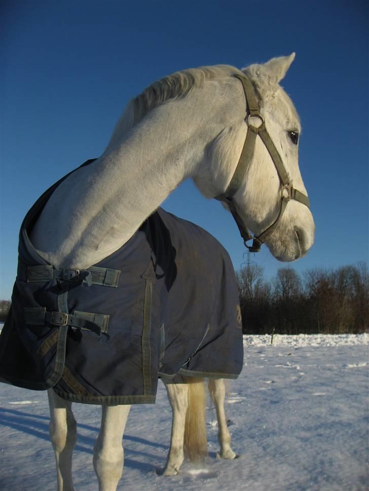 Welsh Pony (sec B) Bakkegaardens MufasaSOLGT - Ude i sneen d. 26/12 2009, dejlig dag :) billede 1
