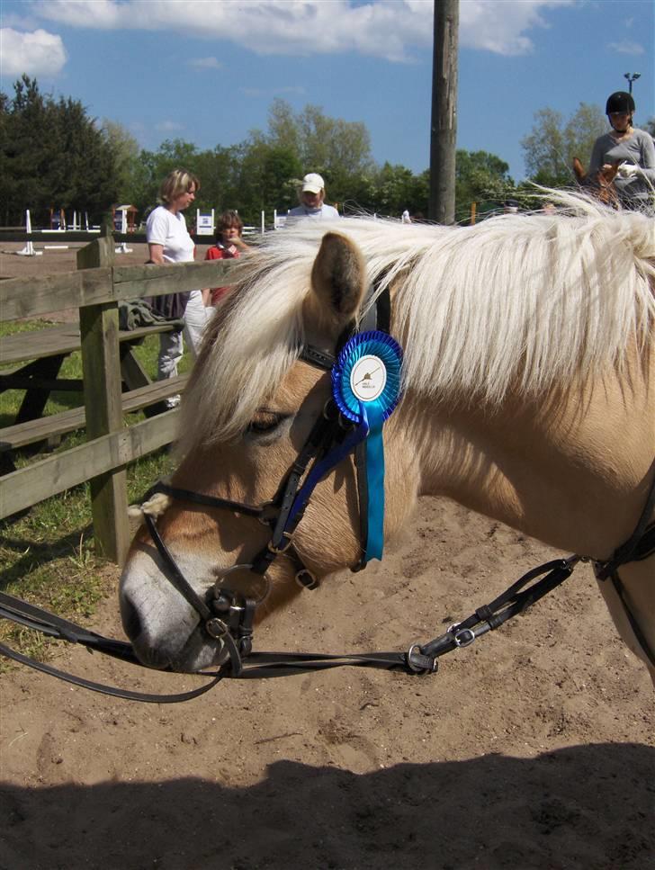 Anden særlig race Vesterhedelunds Seiko Boy - Her er yndlingshyppen med sin fine roset som han vandt med Silje, hende der låner ham til stævner :) Denne er fra en ULC, og hun skal snart til at starte LB. :) Til træning springer de LA/MB, så mon ikke vi snart ser dem ude til de store stævner. ;) billede 20