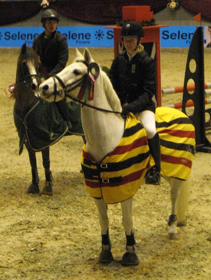 Welsh Pony (sec B) Bakkegaardens MufasaSOLGT - 2 pl til Danish derby christmas show i en LB :) billede 2