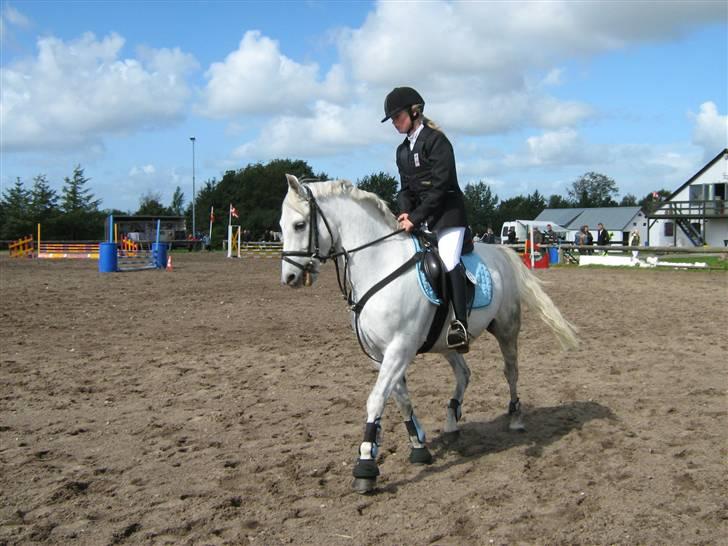 Welsh Pony (sec B) Bakkegaardens MufasaSOLGT - Mig i Gested.. billede 6