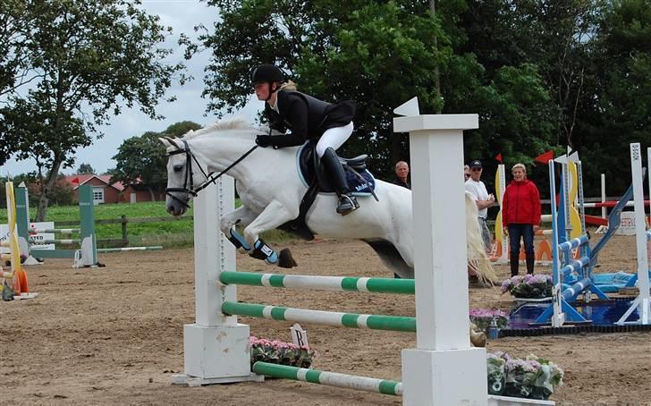 Welsh Pony (sec B) Bakkegaardens MufasaSOLGT - Ulsted  billede 7