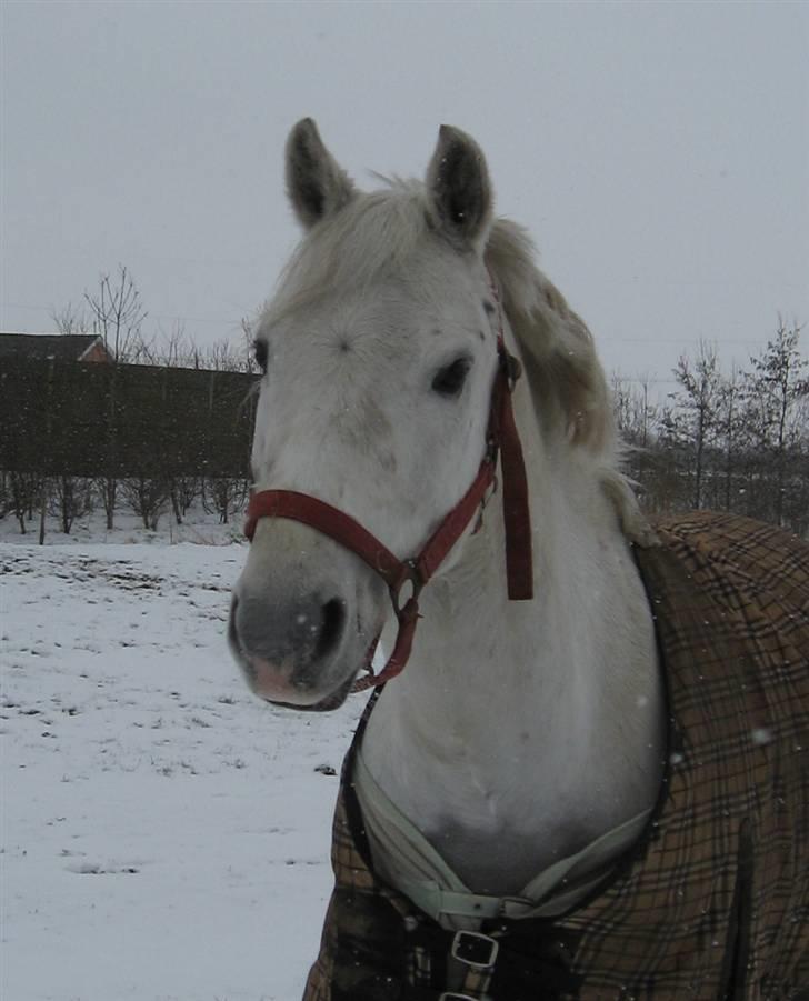 Welsh Pony (sec B) Bakkegaardens MufasaSOLGT - En tur ude i sneen d. 24 marts.. Hans kønne hovde. billede 8