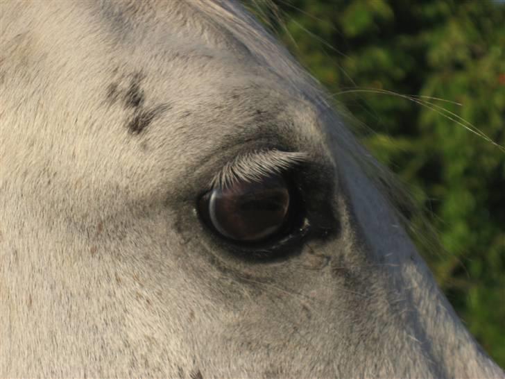 Welsh Pony (sec B) Bakkegaardens MufasaSOLGT - Smuk billed med et rolig blik på.. billede 10