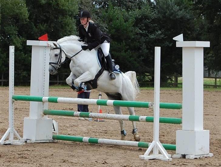 Welsh Pony (sec B) Bakkegaardens MufasaSOLGT - Ulsted billede 11