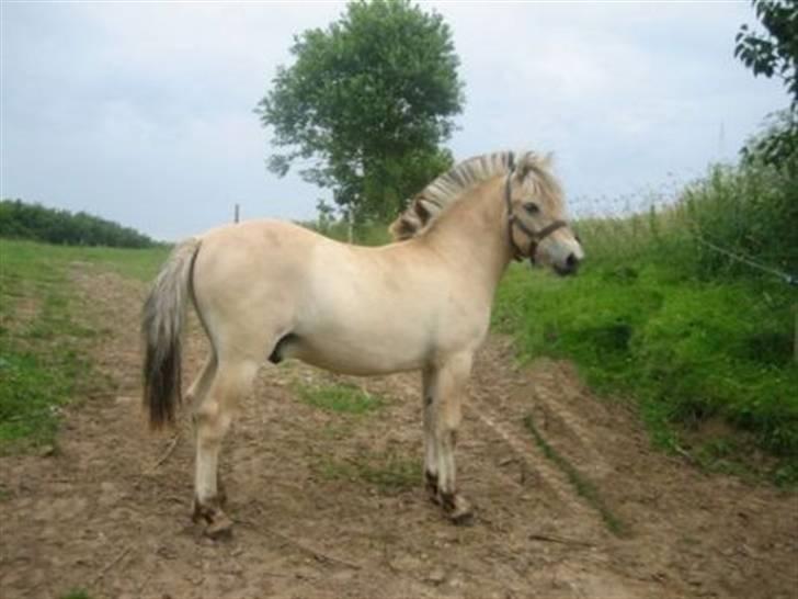 Fjordhest Bailey *solgt* - Bailey 11 måneder gammel. billede 19