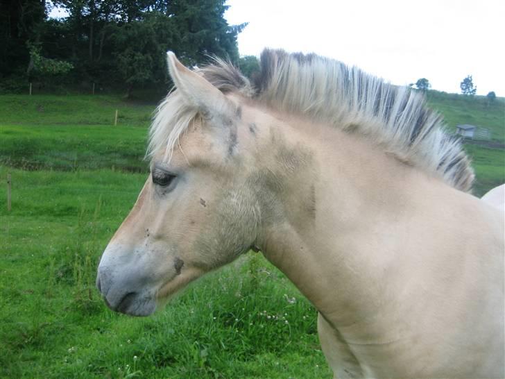 Fjordhest Bailey *solgt* billede 20