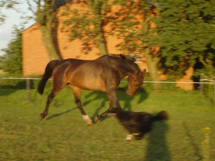 Anden særlig race Bella R.I.P. d. 27/10-09 - Bella leger med vores hund Taison d. 30. juni 2007 billede 5