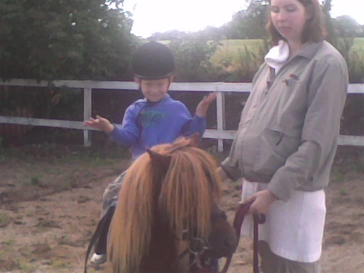 Shetlænder Victor *RIP ´07* billede 6