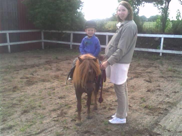 Shetlænder Victor *RIP ´07* billede 7