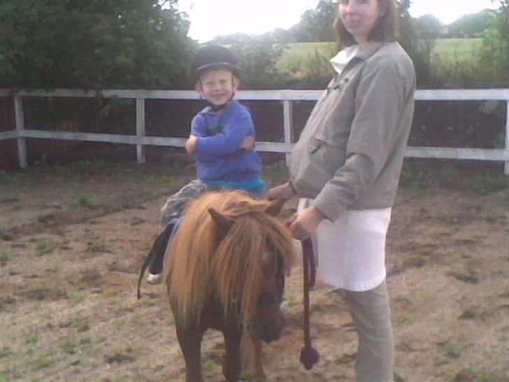 Shetlænder Victor *RIP ´07* billede 8