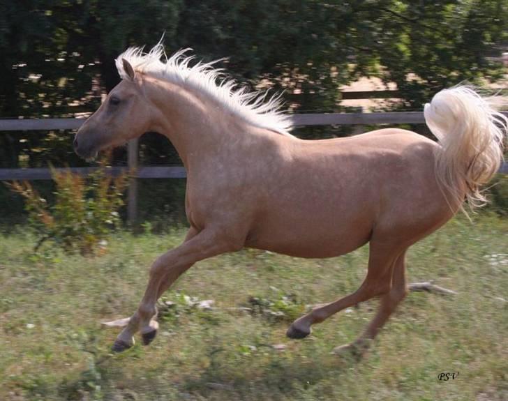 Palomino  Klepholms Serena - væk her kommer en dame billede 8