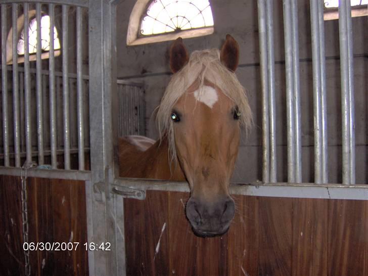 Haflinger Ulva       *RIP* - Ulva i sin boks, er lige kommet ind fra folden.  billede 1