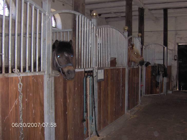 Haflinger Ulva       *RIP* - Flotti først og Ulva står bagved. billede 2