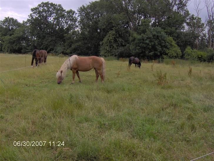 Haflinger Ulva       *RIP* - På fold billede 3