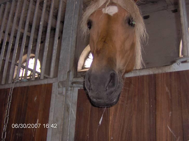 Haflinger Ulva       *RIP* - Hvad laver du dernede...? billede 4