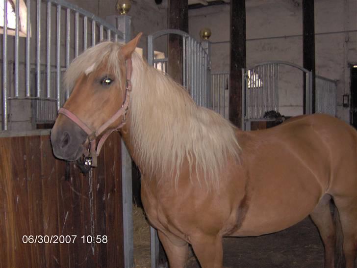 Haflinger Ulva       *RIP* - Venter på gulerødder efter rideturen. billede 5